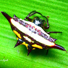 Spiny Orb web Spider