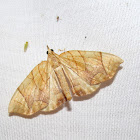 Grapevine Looper (Eulithis sp.)