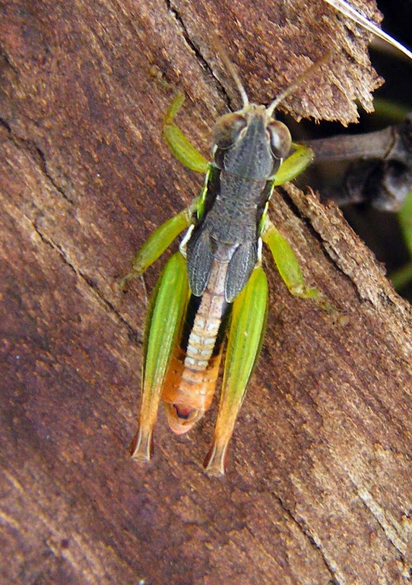 Creek Grasshopper