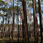 long leaf Savannah's