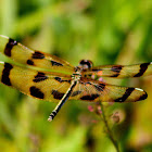 Halloween Pennant Dragonfly