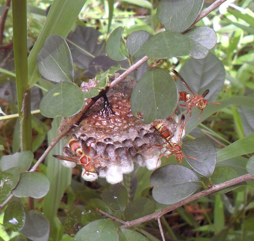 Paper wasp Nest