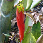 Aechmea bracteata