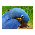 Parrots Jigsaw Puzzle icon