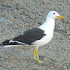 Gaviota Cocinera