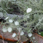 Fruiticose Lichen