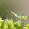 Leafhopper Assassin Bug nymph