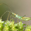 Leafhopper Assassin Bug nymph