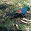 Red-rumped Parrot