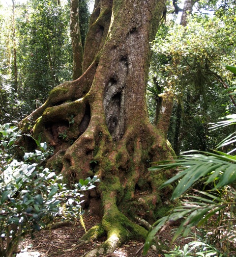 Antarctic Beech (approx. 3000 yrs old)