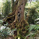 Antarctic Beech (approx. 3000 yrs old)