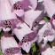 Foxglove