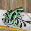 Black & Green Poison Dart Frog