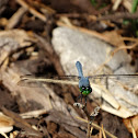 Eastern Pondhawk