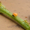 Ladybug pupa & adult