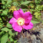 Nootka Rose