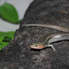 Four-lined Skink