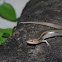 Four-lined Skink