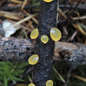 Common Jellyspot Fungus