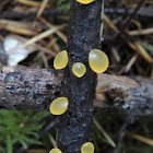 Common Jellyspot Fungus