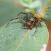 Crab spider eating fly