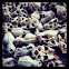 Various bat skulls