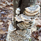 Turkey tail mushroom