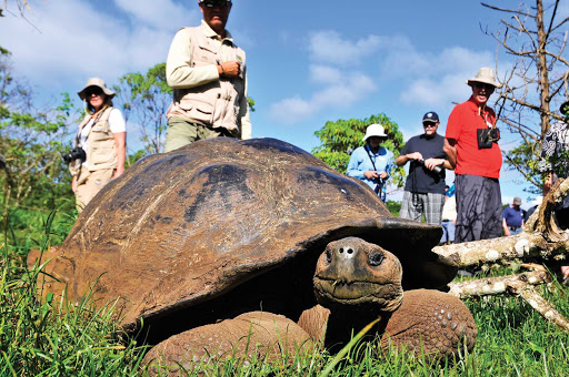Ready for his closeup: A Galapagos giant tortoise doing his best Mr. Burns imitation.