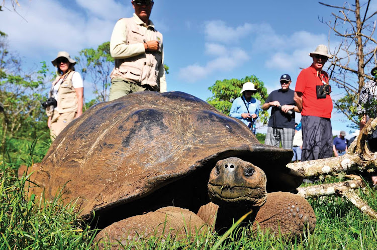 Ready for his closeup: A Galapagos giant tortoise doing his best Mr. Burns imitation.