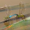Common Green Darner dragonfly (mating pair, in tandem, oviposition)