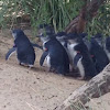 Fairy Penguins