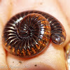 Millipede