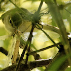 Pine warbler, eating dragonfly
