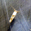 White Eye Cap Moth