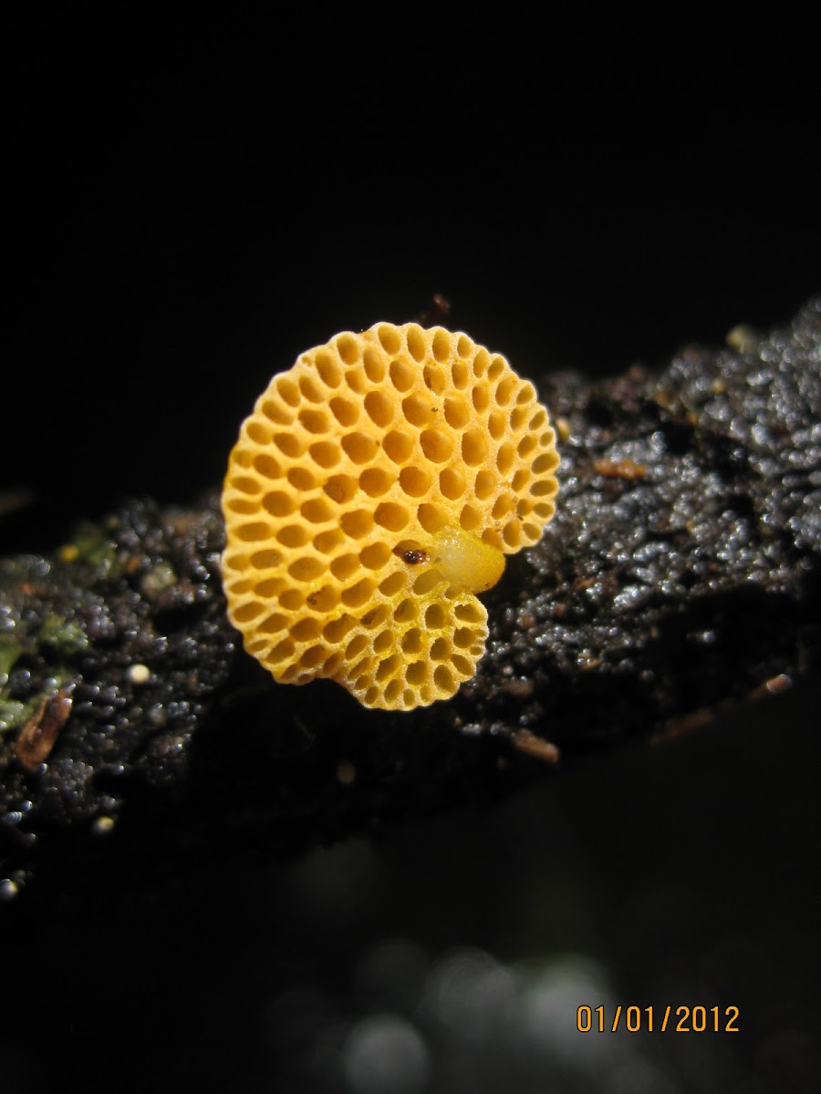 Orange Pore Fungus