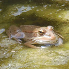 American Bullfrog; Rana toro