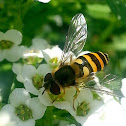 Common Banded Hoverfly