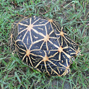 Star Tortoise