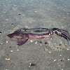 Jibia / Humboldt Squid