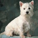 Terrier Wallpapers logo