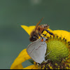 Honeybee and Gray Hairstreak