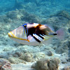 Lagoon triggerfish