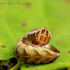 Hitched Arches (Caterpillar)