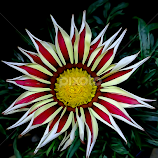 aster by Asif Bora -  