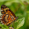 Theona Checkerspot Butterfly