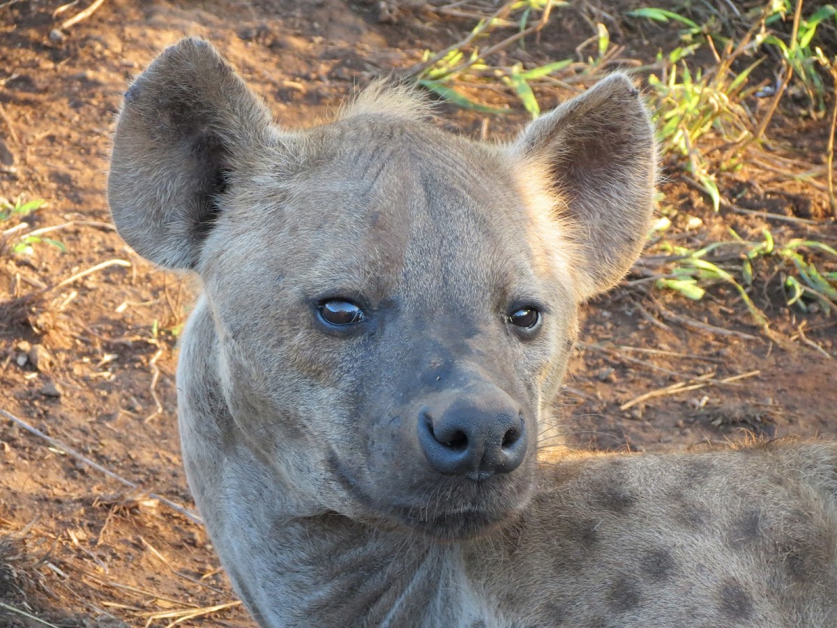 Spotted hyena/Laughing hyena