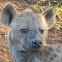 Spotted hyena/Laughing hyena