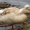 (Crested) Silver Appleyard Duck
