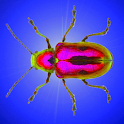 Bug Ninja logo
