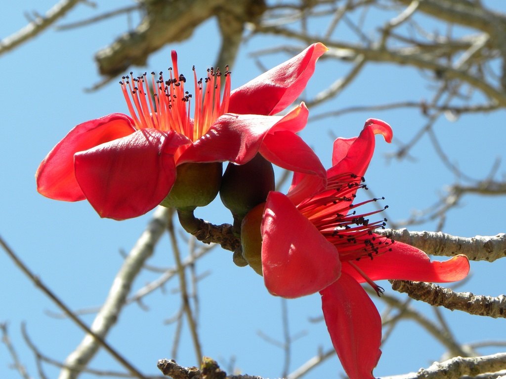 Bombax or Red Silk Cotton Tree